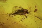 Detailed Fossil Flies (Diptera) In Baltic Amber #87245-3